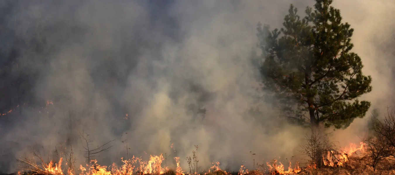 A forest wildfire creating dense black smoke